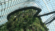 Cloud Forest 37