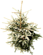 Christmasswishoffairydnpine