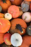 Pumpkins-0043