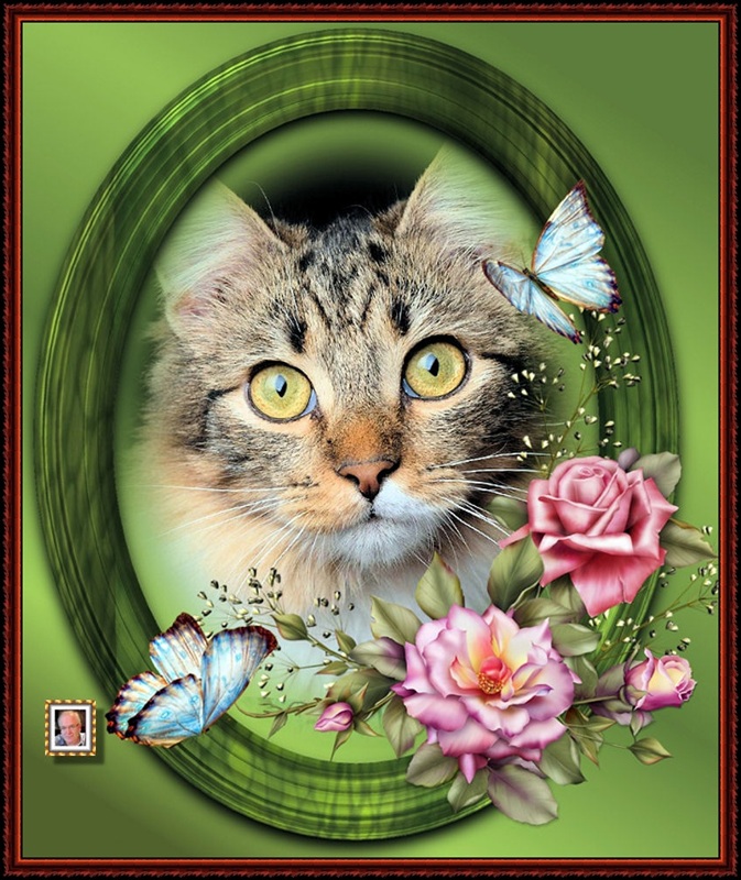 MOOIE-KATER-2