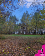 Fondo de un sendero en el bosque