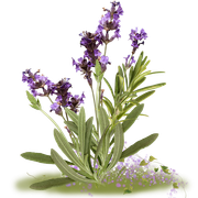 ISmell-Autumn-LL-Element58