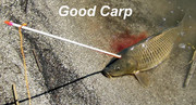 [Image: GOOD-CARP.jpg]