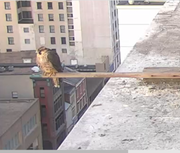 unbanded-juvie-on-stick