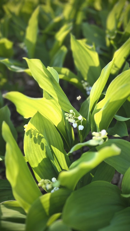 5B7F5A2B-362F-403E-A1BB-C4DB3A71DF06