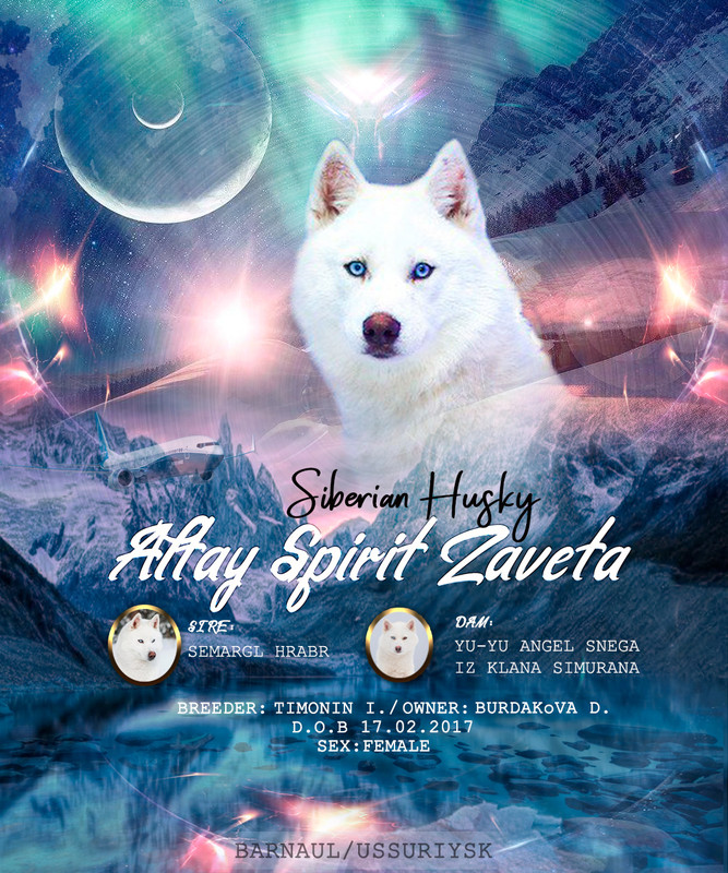 презен тайра