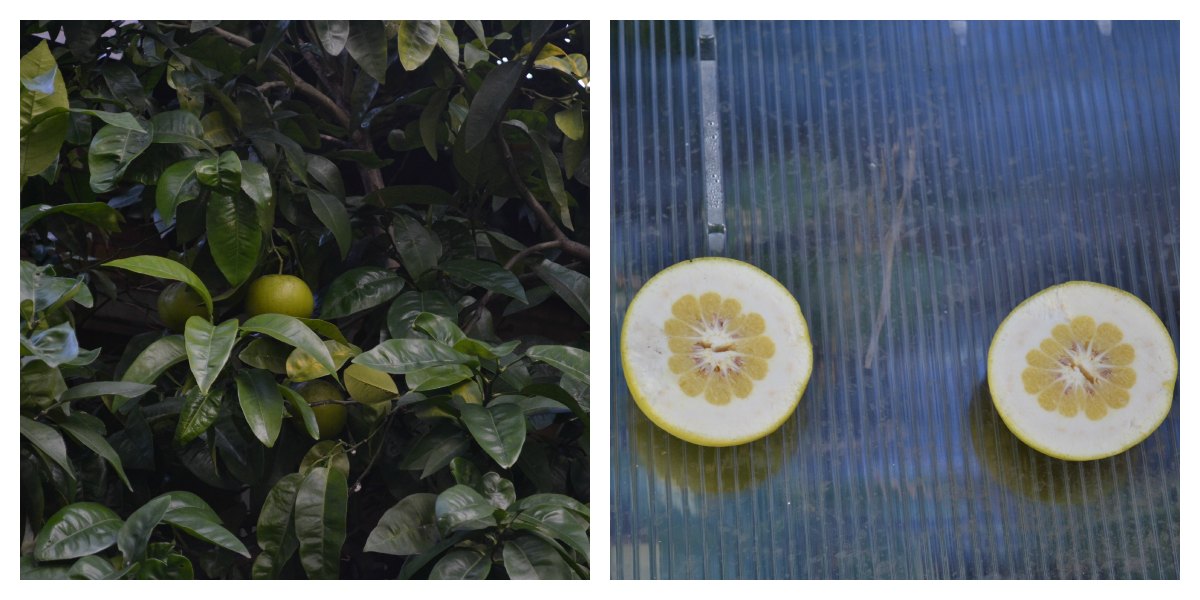 Chelsea grapefruit
