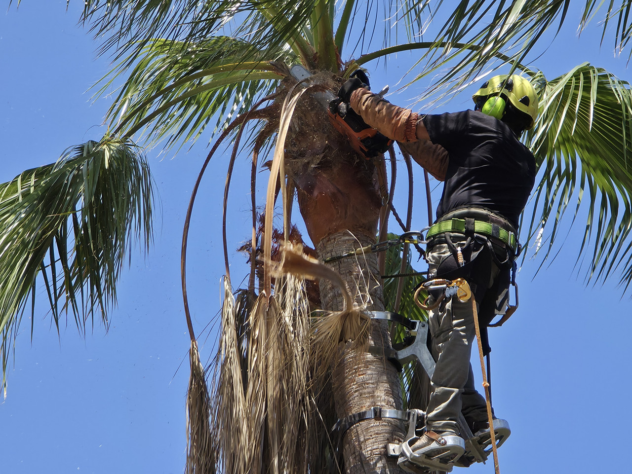 Poda de palmera en Valencia