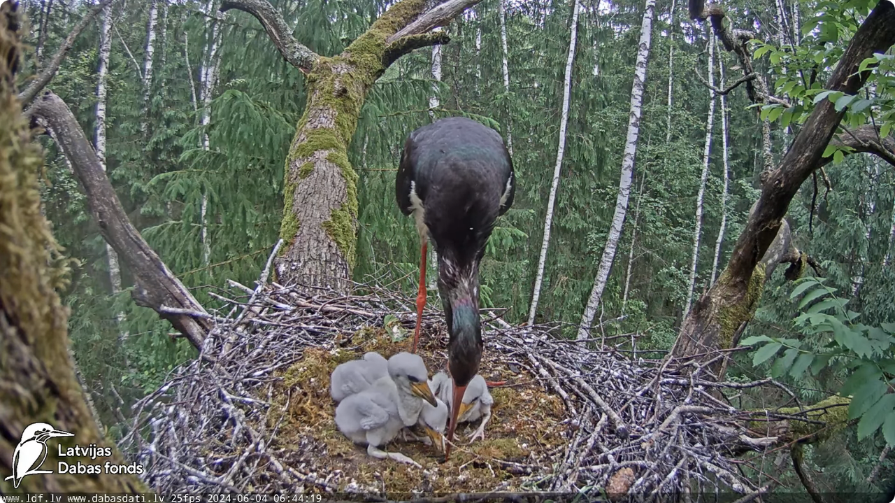 Screenshot 2024-06-04 at 07-12-23 (1) Melnais stārķis (Ciconia nigra) Ogres novadā - LDF tiešraide -