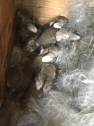 C7FA6850-D9BA-4ECD-9444-63509EFB49C5