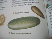 https://i.postimg.cc/fkxbr5YN/100-8597.jpg