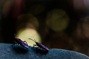IMG-1381