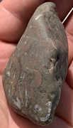 Caliza con fósiles de conchas IMG-6508