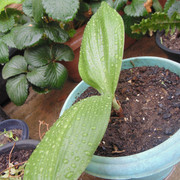 11.1.community bath day at the garden I (crop)