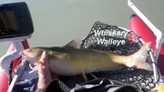 [Image: WHISKERY-WALLEYE.jpg]