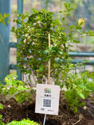 photo-20211123-iherbalgarden-026