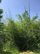 61858766_443086646237664_4346000840440414208_n