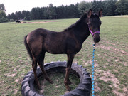 8-FA440-B8-5-DF2-4-E40-BA13-427-EA413-F8-E8