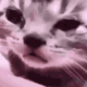 cat-cri