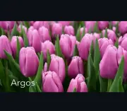 https://i.postimg.cc/ftdHMt33/Argos.webp