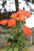 IMG-4221.jpg