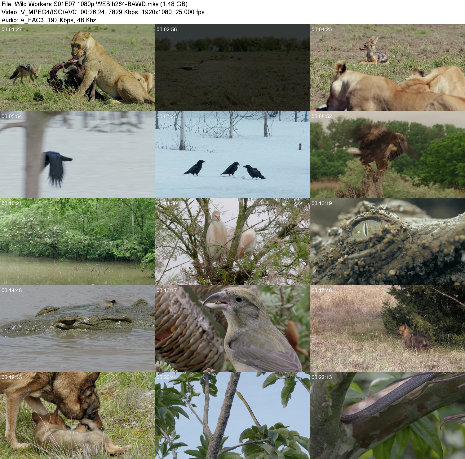 [Image: x30of1ced4wz.jpg]