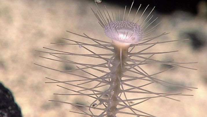 [Image: owcdq7v5u2o0.png]