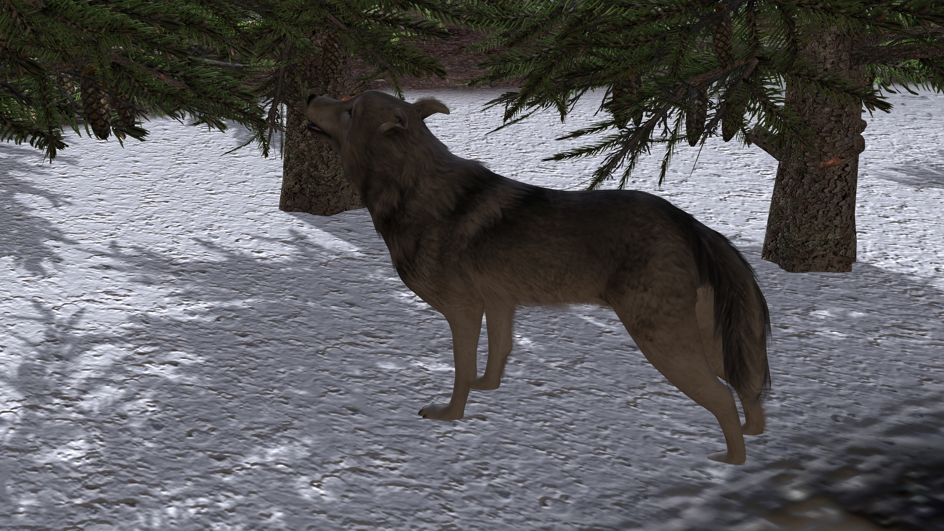 wolf6 — Postimages