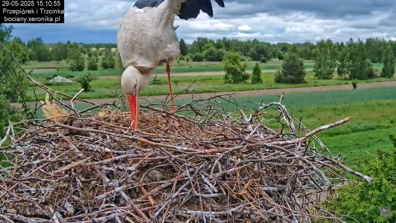 29052025bociany18