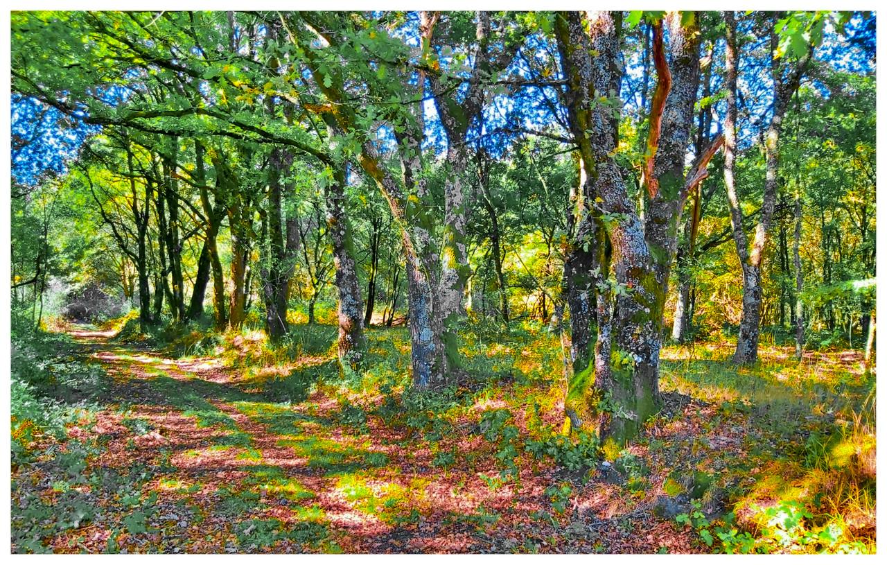 bosque robles 2 escalada 01