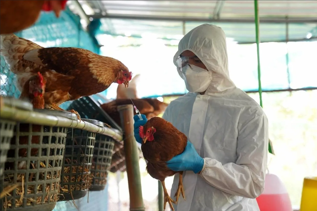 Brote de gripe aviar detiene producción de huevos y sacrifican gallinas en Texas