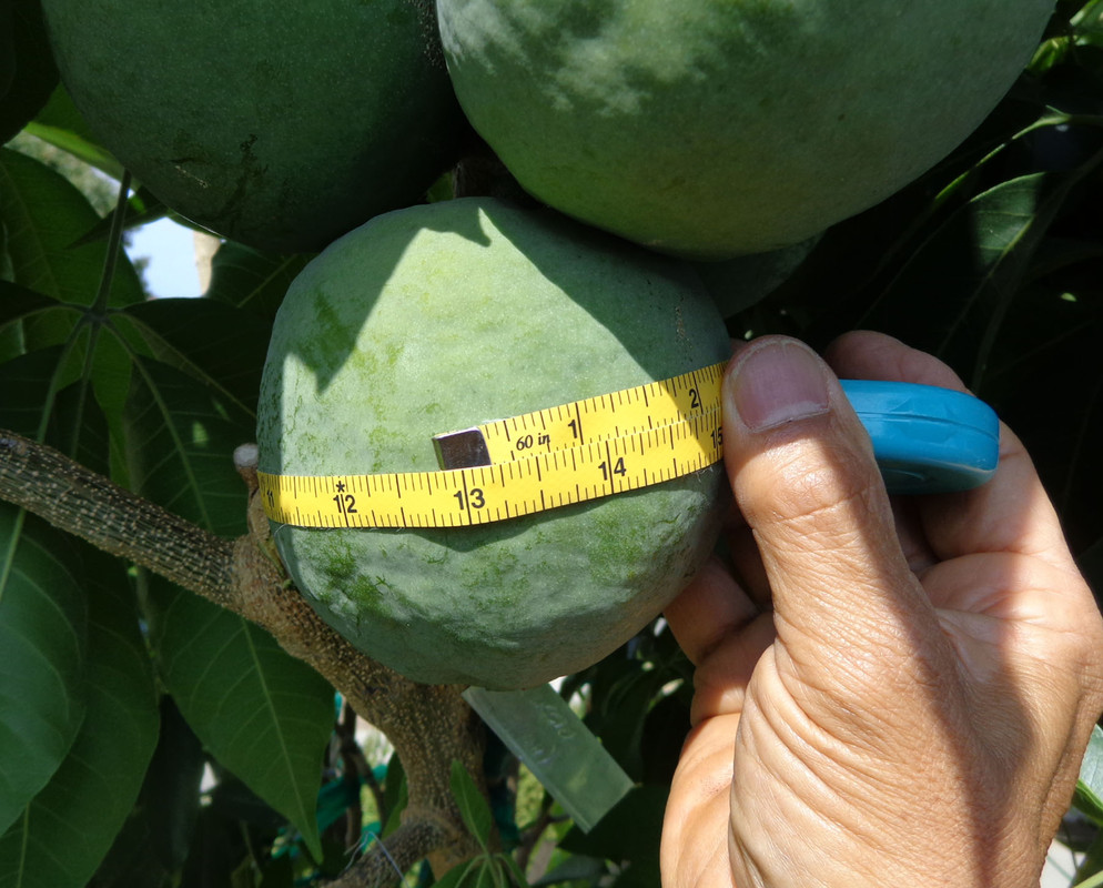 Cuccio_Fruit(7-18-21)3