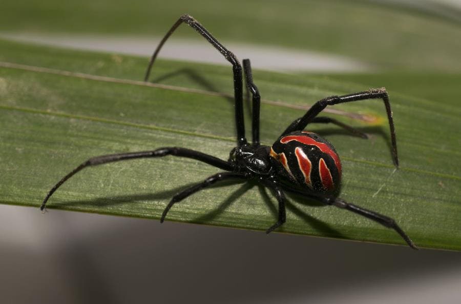 Чёрная вдова Latrodectus - шокирующие факты о легендарном пауке-убийце Чёрная вдова Latrodectus - шокирующие факты о легендарном пауке-убийце