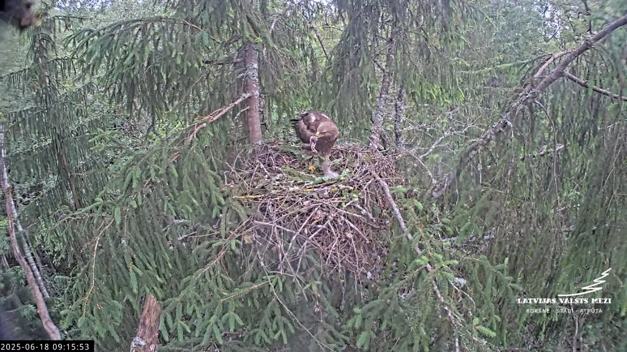 LVM mazais ērglis Lisiņa, egle2 – Lesser Spotted Eagle 8-8-43 screenshot