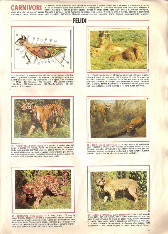 Animali di Tutto il Mondo 1965 Panini-17