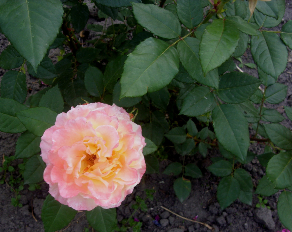 SDC12857