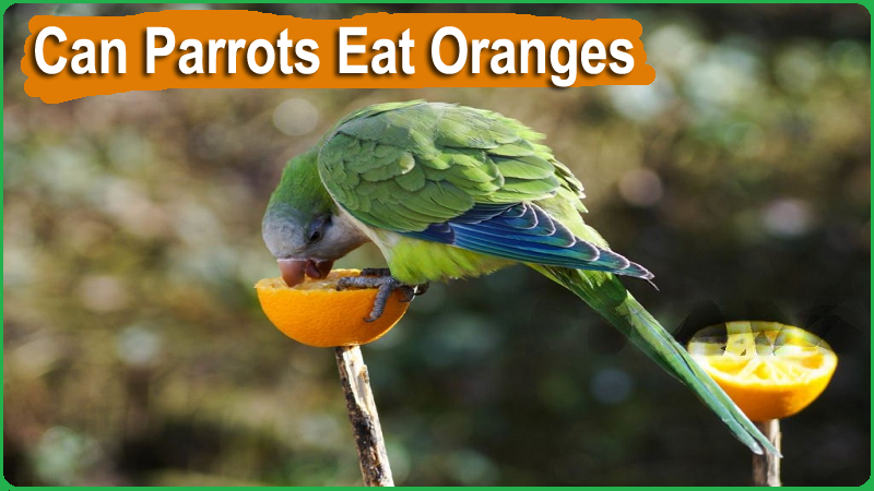Can Parrots Eat Oranges
