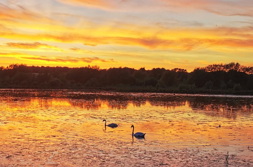 animals-sw-ans-sunset.jpg