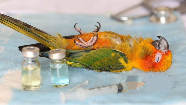 Parrot Cough