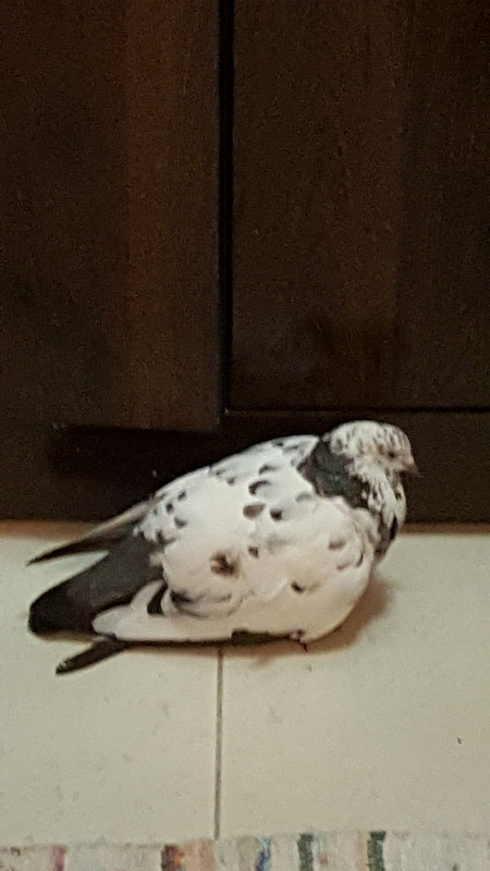 صورة