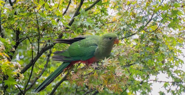Parrots Feel Cold