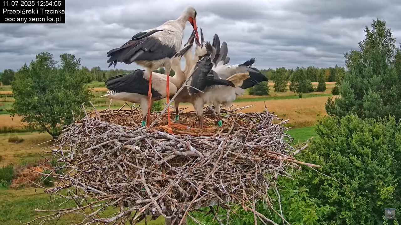 11072025bociany31