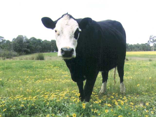 Iowa has cows.