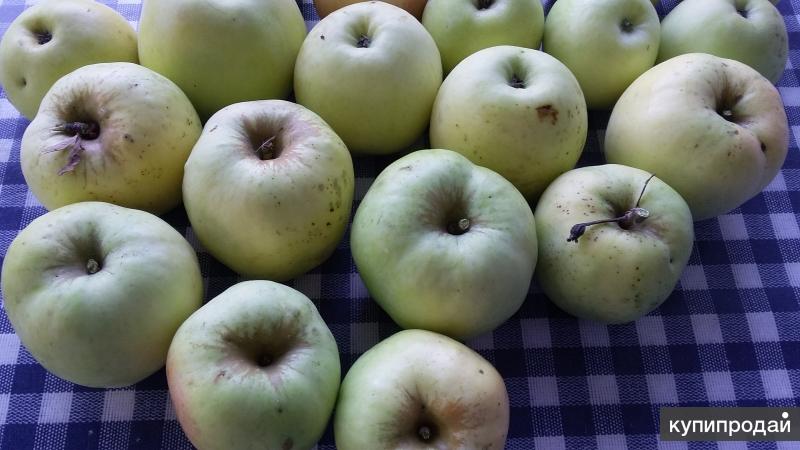 Романовка – кислые яблоки с тонкой кожурой и сочной мякотью, отлично подходят для приготовления компо