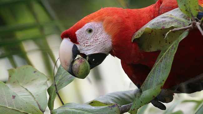 Parrots Eat Almonds