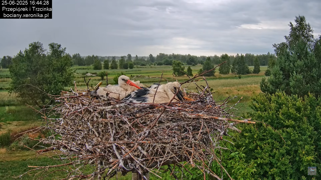 25062025bociany35