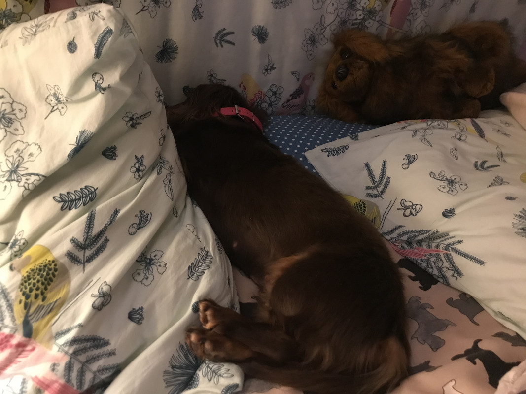 [Image: D9-DF4-DBF-FED0-4332-B3-F1-E0-C491806781.jpg]