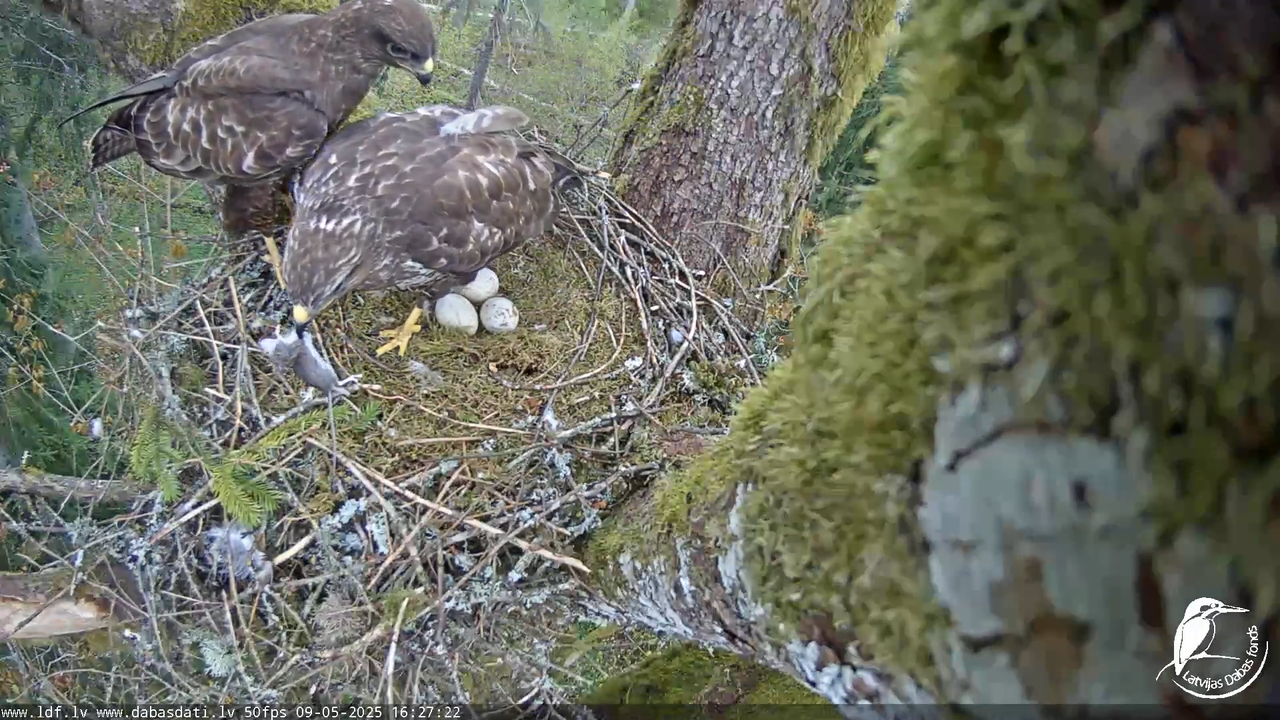 Melnās klijas (Milvus migrans) Kurzemē_ peļu klijāni (Buteo buteo) 14-31-37 screenshot
