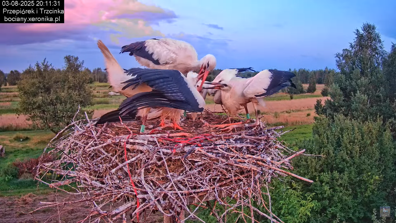 03082025bociany46