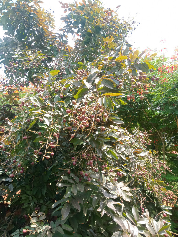 IMG20260613110726
